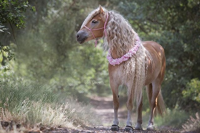 Rapunzel Horses